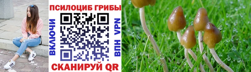 что такое наркотик  Апатиты  Псилоцибиновые грибы мицелий 